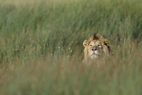 Masai Lion