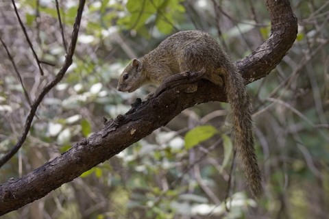 Ochre-footed Bush Squirrel