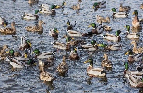 Mallard Duck