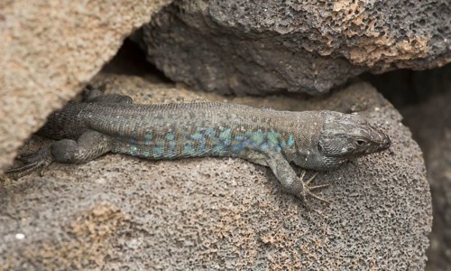 Eastern Canary Lizard