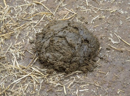 Domestic cattle