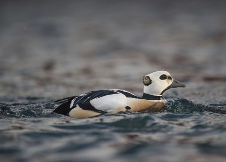 Steller's steller's eider