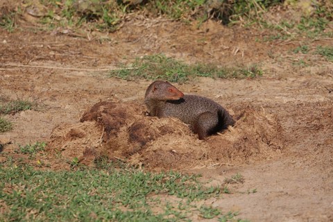 Zeylandicus