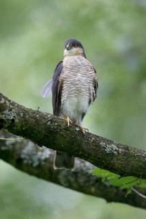 Eurasian Sparrowhawk