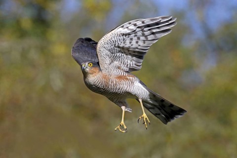 Eurasian Sparrowhawk