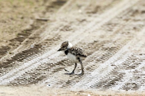 Very young northern lapwing
