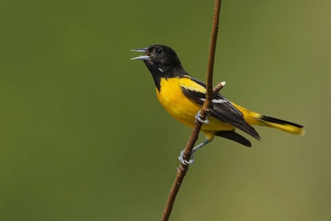 Baltimore baltimore oriole