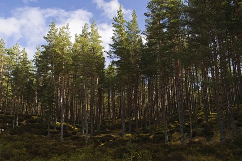 Coniferous woodland habitat