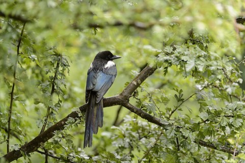 European magpie