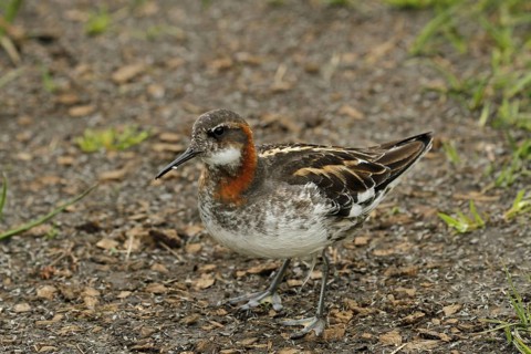 Red-necked phalarope