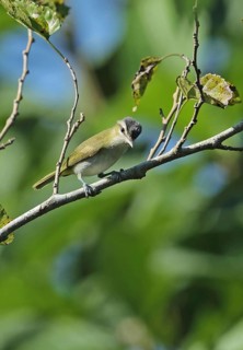 Chivi Vireo