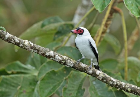 Masked tityra