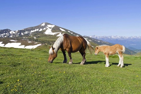 Comtois horse