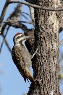 Bearded Woodpecker