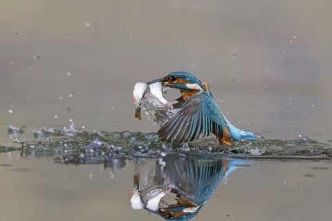 Common kingfisher