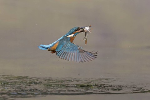 Common kingfisher