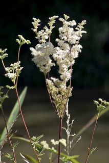 Spiraea ulmaria