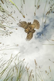 Little Owl