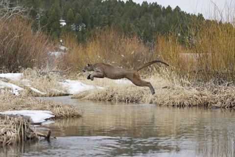 Cougar