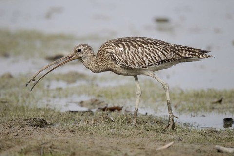Great Curlew