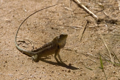 Beautiful Lizard