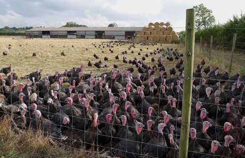 Domestic Turkey