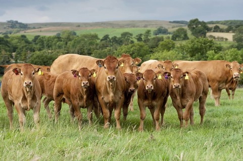 Domestic cattle