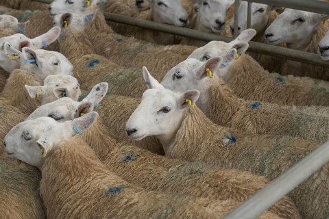 Domestic sheep