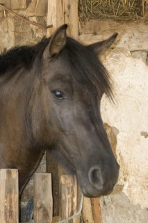 Hungarian Hutsul horses