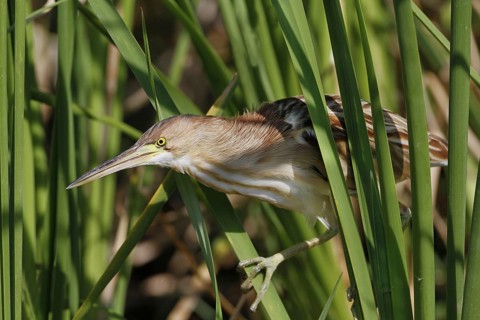 Yellow Bittern