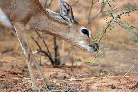 Steenbok