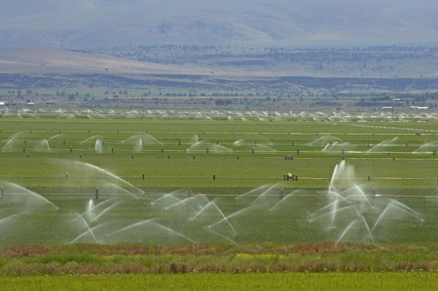 Irrigation of crops with automated system