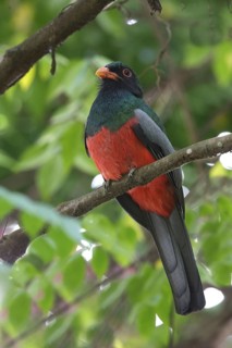 Slaty-tailed Trogon