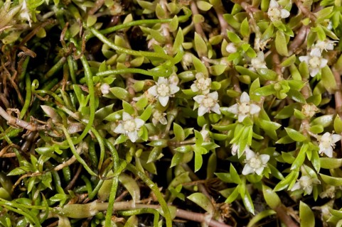 New Zealand Pygmyweed
