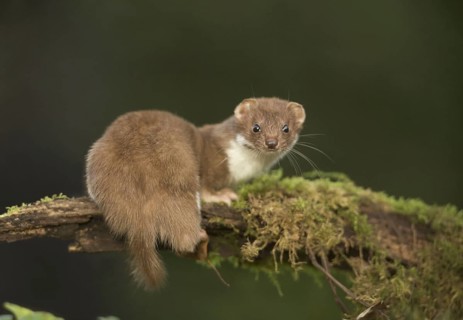 Weasel
