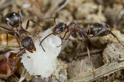 Red-barbed Ant