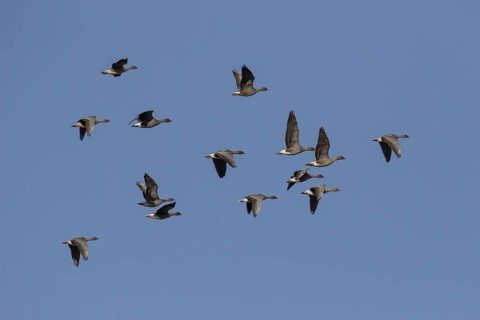 Brachyrhynchus