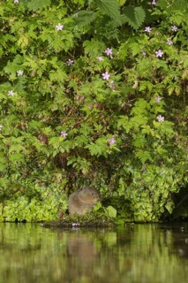 European water vole