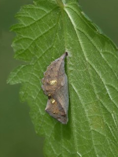 Red Admiral