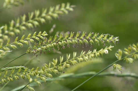 Crested dog's-tail
