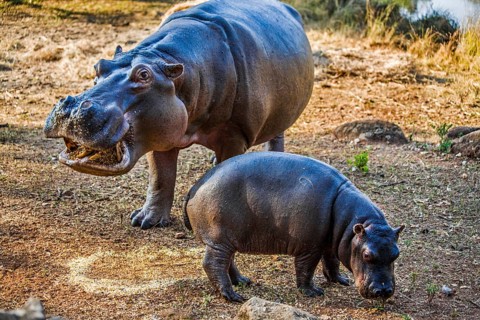 Hippos feeding