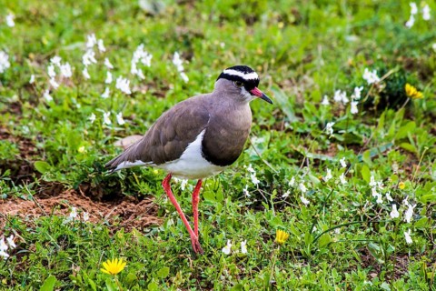 Crowned lapwing