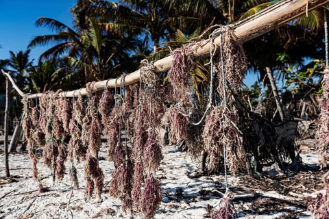 Red alga