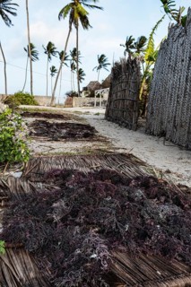 Red algae