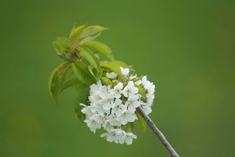 Branch of sour cherry