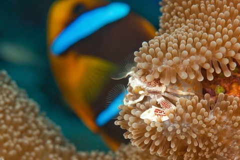 Spotted anemone crab