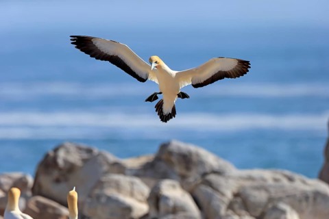 Cape Gannet