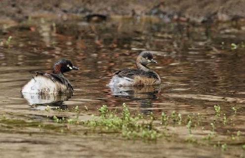 Australasian grebe