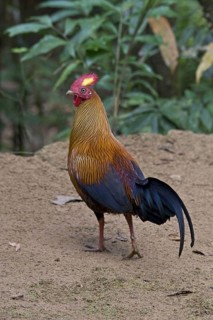 Gallus lafayettii