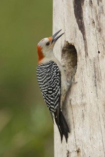 Red bellied woodpecker